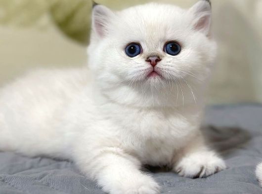 Beyazı parlayan Silver British Shorthair NS113 yavrumuz