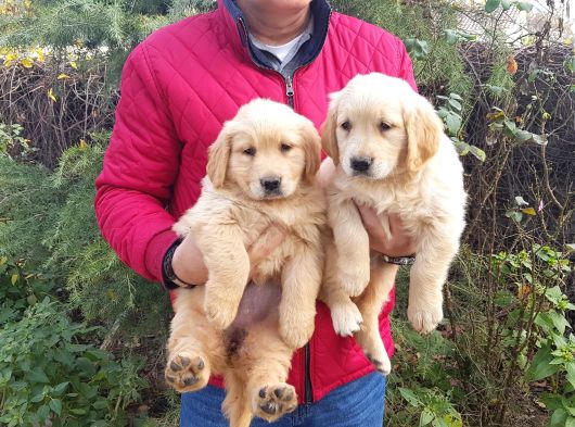 Golden Retriver Yavruları Mama Ve Malzeme Kampanyali