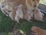 Golden Yavrulari Mama Ve Malzeme Kampanyali
