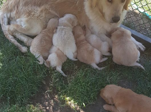 Golden Yavrulari Mama Ve Malzeme Kampanyali görsel