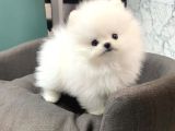 Ayi Surat Boo Yavrular Karta Taksi̇tle Heryere Gönderi̇li̇r