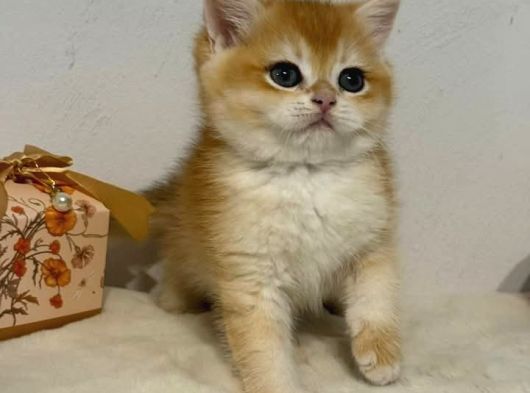Vonalp Pet Garantisiyle Efsane Güzelli̇kte Bri̇ti̇sh Shorthai̇r