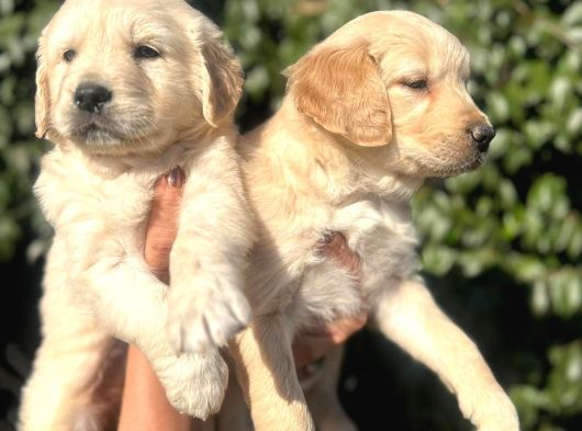 Golden Yavrulari Mama Ve Malzeme Kampanyali görsel