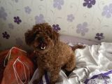 2 Yaşında Kore Toy Poodle