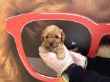 Gerçek Toy Poodle Bebekleri̇mi̇z Irk Garanti̇li̇