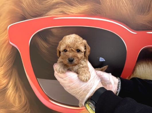 Gerçek Toy Poodle Bebekleri̇mi̇z Irk Garanti̇li̇ görsel