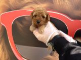 Gerçek Toy Poodle Bebekleri̇mi̇z Irk Garanti̇li̇