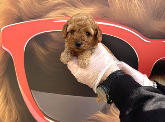 Gerçek Toy Poodle Bebekleri̇mi̇z Irk Garanti̇li̇ görsel