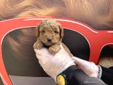 Gerçek Toy Poodle Bebekleri̇mi̇z Irk Garanti̇li̇