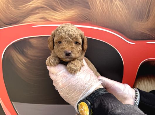 Gerçek Toy Poodle Bebekleri̇mi̇z Irk Garanti̇li̇ görsel