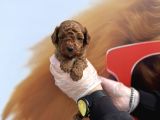 Gerçek Toy Poodle Bebekleri̇mi̇z Irk Garanti̇li̇