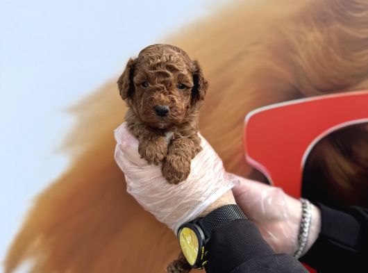 Gerçek Toy Poodle Bebekleri̇mi̇z Irk Garanti̇li̇ görsel