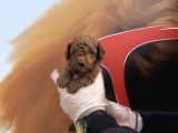 Gerçek Toy Poodle Bebekleri̇mi̇z Irk Garanti̇li̇