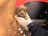 Gerçek Malti̇poo Bebekleri̇mi̇z Irk Garanti̇li̇