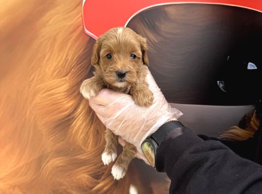 Gerçek Malti̇poo Bebekleri̇mi̇z Irk Garanti̇li̇ görsel