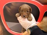 Gerçek Malti̇poo Bebekleri̇mi̇z Irk Garanti̇li̇
