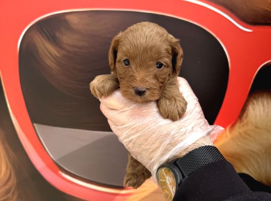 Gerçek Malti̇poo Bebekleri̇mi̇z Irk Garanti̇li̇ görsel