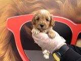 Gerçek Malti̇poo Bebekleri̇mi̇z Irk Garanti̇li̇