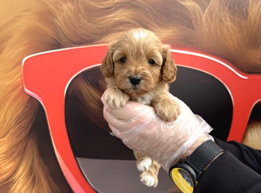 Gerçek Malti̇poo Bebekleri̇mi̇z Irk Garanti̇li̇ görsel