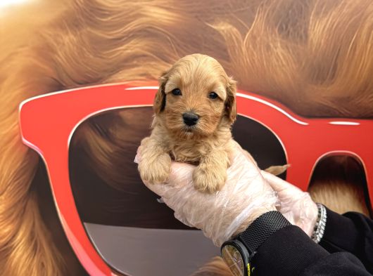Gerçek Malti̇poo Bebekleri̇mi̇z Irk Garanti̇li̇ görsel