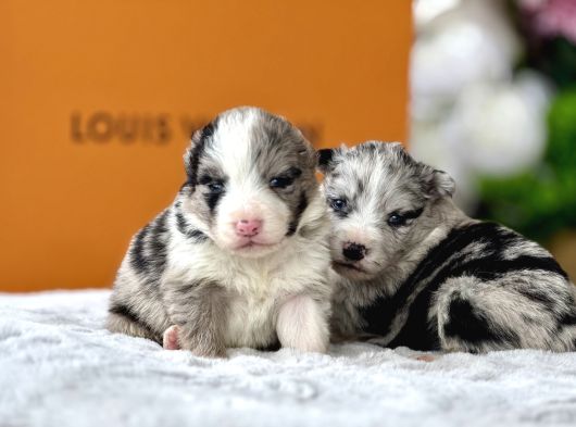 Merle Border Colli̇e Yavrular