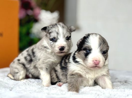 Merle Border Colli̇e Yavrular görsel