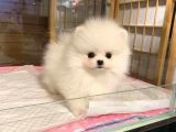 Pomeranian Boo Bebeklerimiz