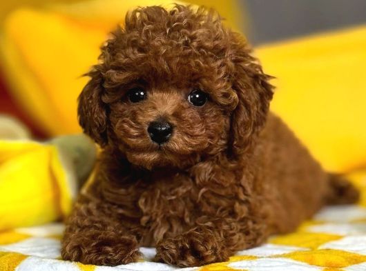Aşıları Tam Teslime Hazır Safkan Toypoodle görsel