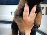 Hırs Küpü Belçika Malinois