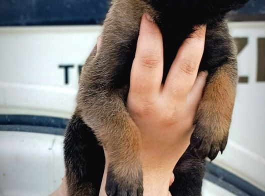 Hırs Küpü Belçika Malinois görsel