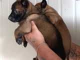 Hırs Küpü Belçika Malinois