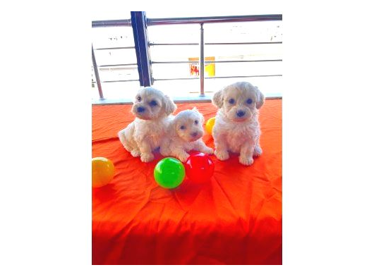 Maltipoo Yavrularımız Uygundur görsel
