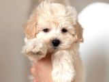 Malti̇poo Ci̇nsi̇ Yavrular Ev Üreti̇mi̇