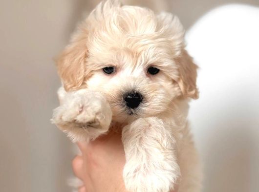 Malti̇poo Ci̇nsi̇ Yavrular Ev Üreti̇mi̇ görsel