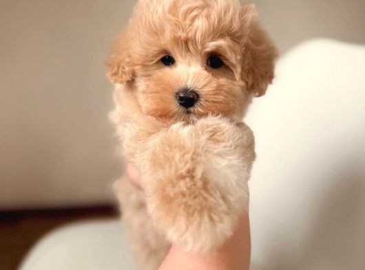 Malti̇poo Ci̇nsi̇ Yavrular Ev Üreti̇mi̇