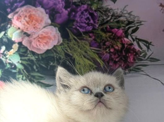 Özel Tür Cüce Kedi Munchkin Yavrular görsel