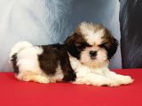 Shih Tzu Yavrulari İstanbul
