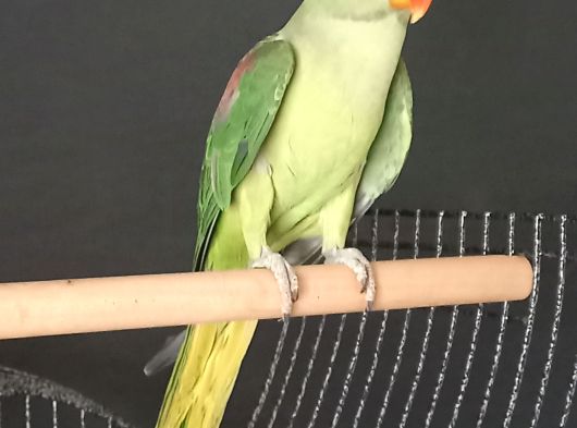 Dev Boy Jumbo Alexander Genç görsel