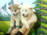 Akita Inu Yavrulari Mama Ve Malzeme Kampanyali