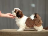 En Güzel Shih Tzu Bebekleri̇ Si̇zleri̇ Bekli̇yor