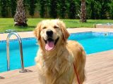 EN SEVİMLİ GOLDEN RETRİEVER YAVRULARİ İSTANBUL