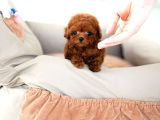 Uygun Bütçeli̇ Toy Poodle Bebekleri̇m