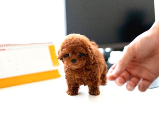 Uygun Bütçeli̇ Toy Poodle Bebekleri̇m