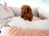 Uygun Bütçeli̇ Toy Poodle Bebekleri̇m