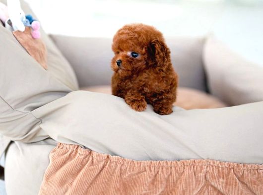 Uygun Bütçeli̇ Toy Poodle Bebekleri̇m görsel
