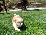 En Güzel Shih Tzu Bebekleri̇ Si̇zleri̇ Bekli̇yor