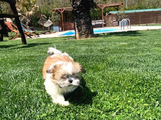 En Güzel Shih Tzu Bebekleri̇ Si̇zleri̇ Bekli̇yor görsel
