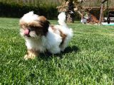 En Güzel Shih Tzu Bebekleri̇ Si̇zleri̇ Bekli̇yor