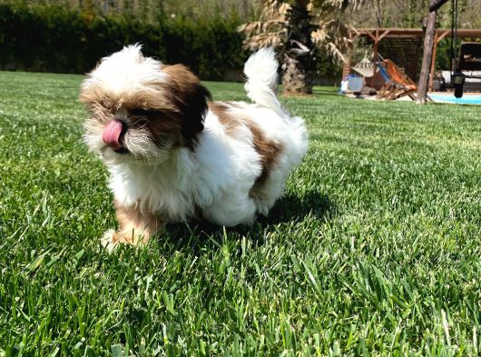 En Güzel Shih Tzu Bebekleri̇ Si̇zleri̇ Bekli̇yor görsel
