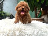 Bardak Boy Mi̇cro Boy Toy Poodle Bebeği̇m